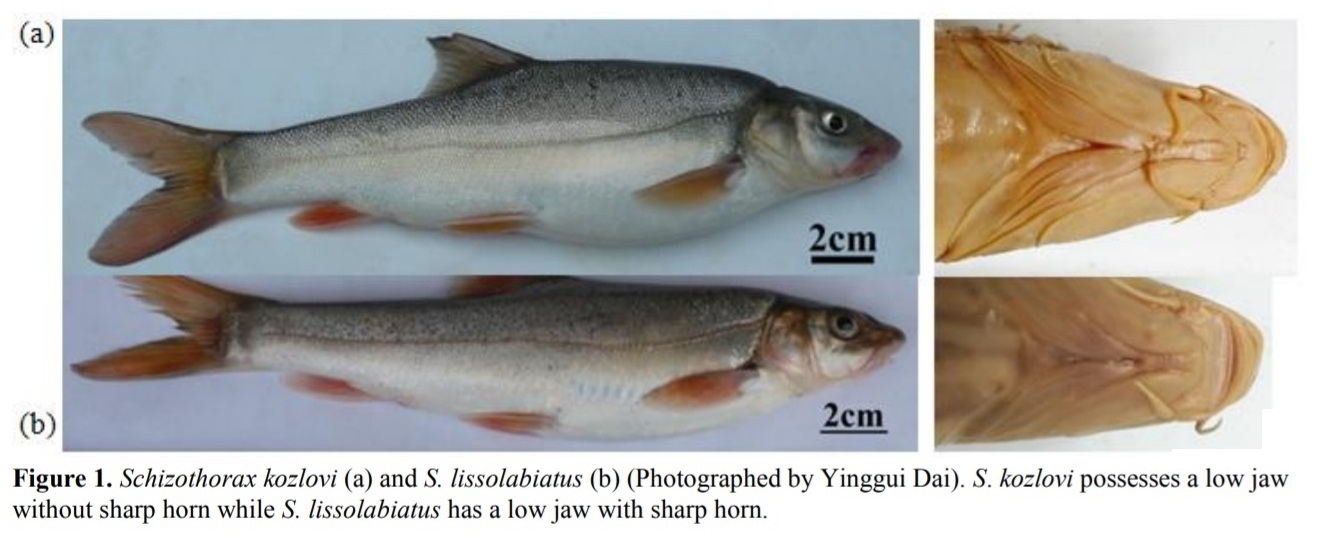 Schizothorax kozlovi Nikolskii, 1903